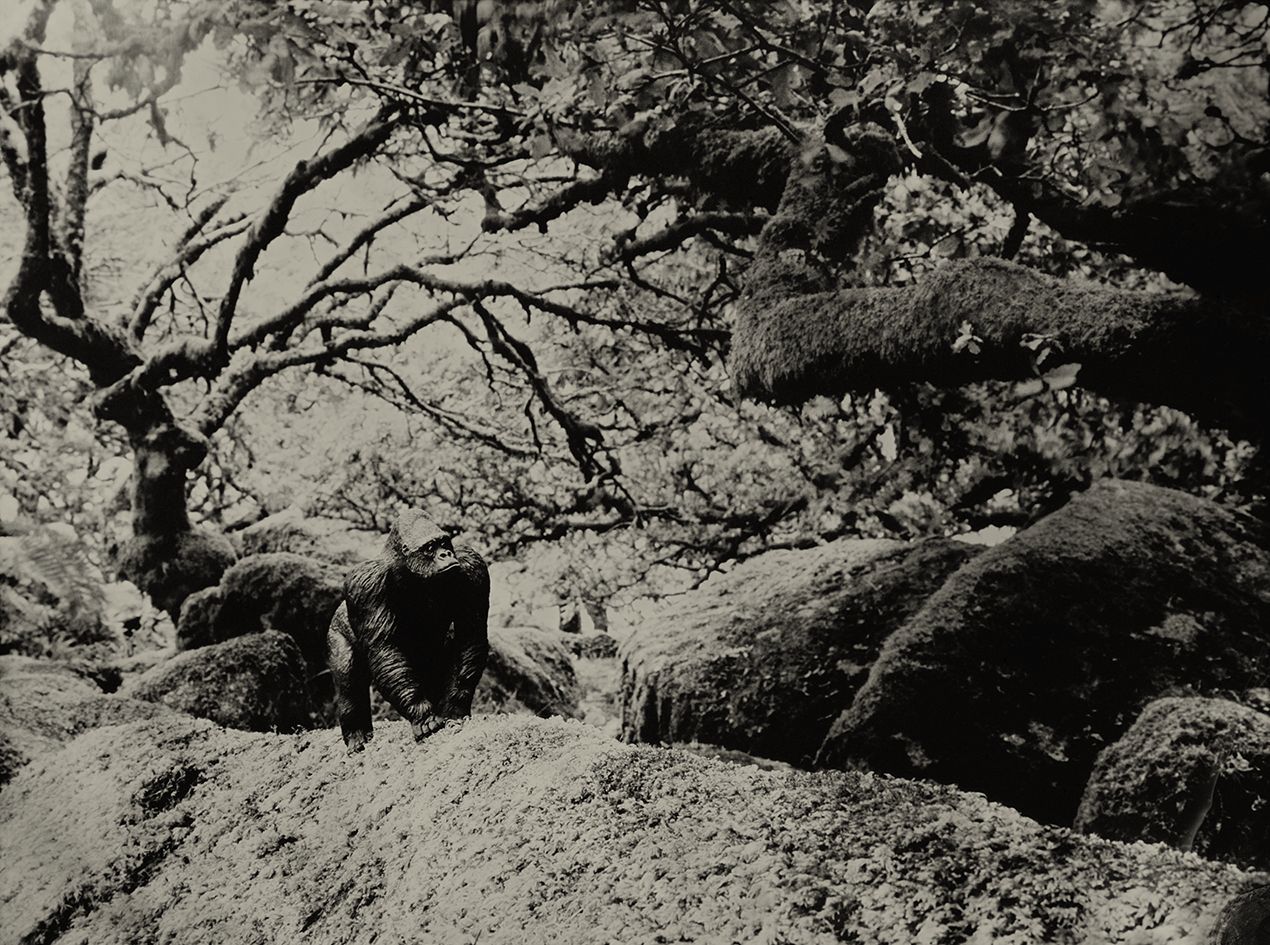 Eastern Gorilla Wistmans Wood England